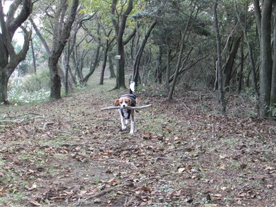 大平の森ハイキングコース頂上で枝を咥えて歩くミックス犬