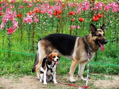 白馬岩岳ゆり園で並んで立つミックス犬とシェパード