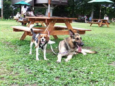白馬岩岳ゆり園のベンチテーブルの近くのミックス犬とシェパード