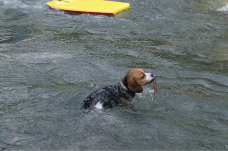 中川で泳ぐ愛犬