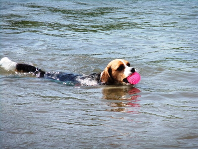 本栖湖で泳ぐ愛犬
