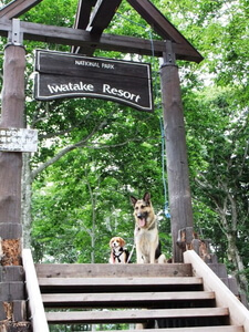 白馬岩岳ゆり園の階段上に座るミックス犬とシェパード