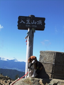 愛犬、入笠山山頂にて