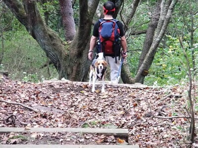 大平の森ハイキングコースを歩くミックス犬
