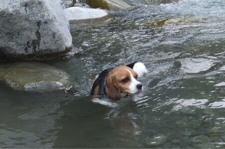 中川で泳ぐ愛犬