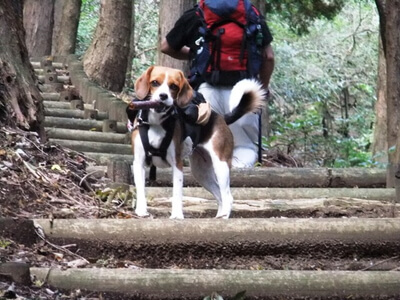 大平の森ハイキングコースの階段で立ち止まるミックス犬