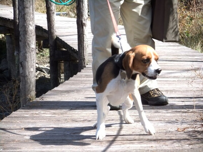 八島ヶ原湿原ハイキングコースを歩くミックス犬