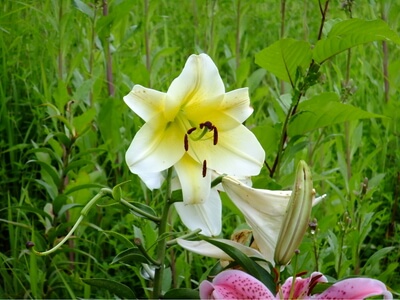 白馬岩岳ゆり園に咲く花