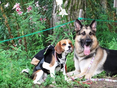 白馬岩岳ゆり園で休憩中のミックス犬とシェパード