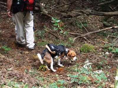 大平の森ハイキングコースを歩くミックス犬
