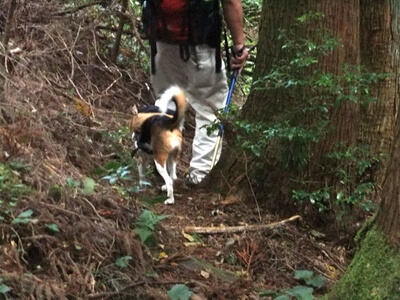 大平の森ハイキングコースを歩くミックス犬の後ろ姿
