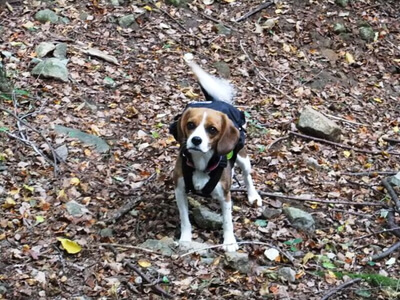 大平の森ハイキングコースで立ち止まるミックス犬