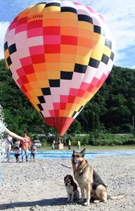 白馬熱気球会場で熱気球の横に並ぶミックス犬とシェパード