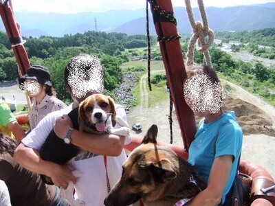熱気球のゴンドラに乗ったミックス犬とシェパード