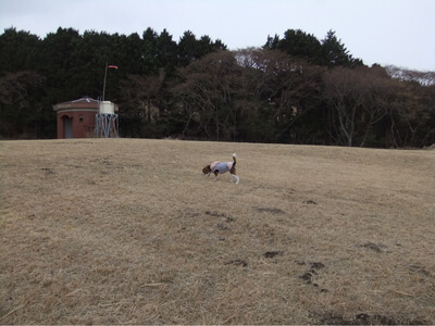 細野高原を走るミックス犬