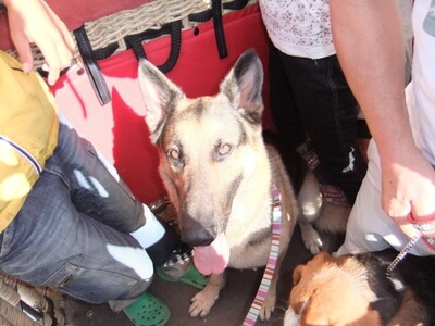 熱気球のゴンドラに乗ったミックス犬とシェパード