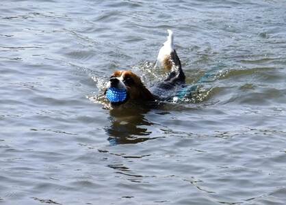 本栖湖で泳ぐ愛犬