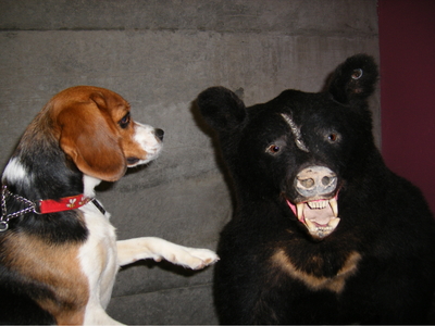 熊と愛犬