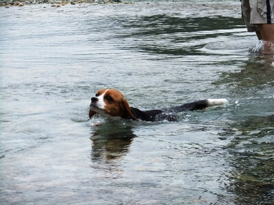 白馬の平川を泳ぐミックス犬