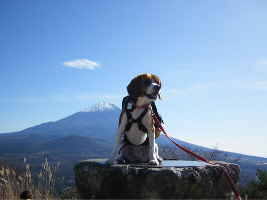 愛犬、パノラマ台山頂にて