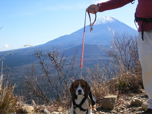 愛犬、パノラマ台ハイキングコースにて