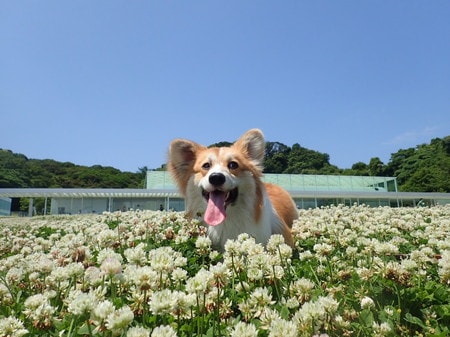 県立観音崎公園「海の広場」での愛犬