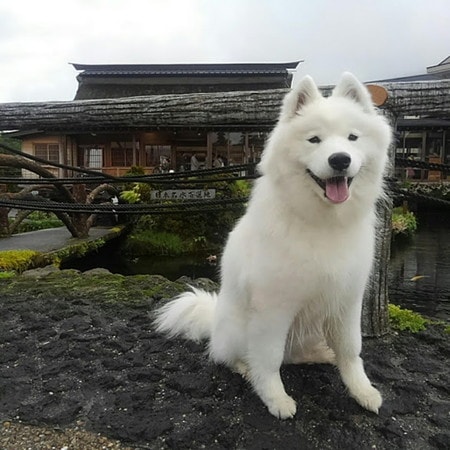 日本名水百選地の看板前に座るサモエド犬