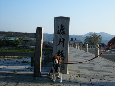 愛犬、嵐山渡月橋にて