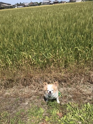 愛犬マメぞうと香川県の麦畑