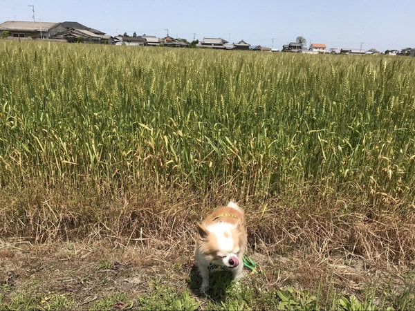 愛犬マメぞうと香川県の麦畑