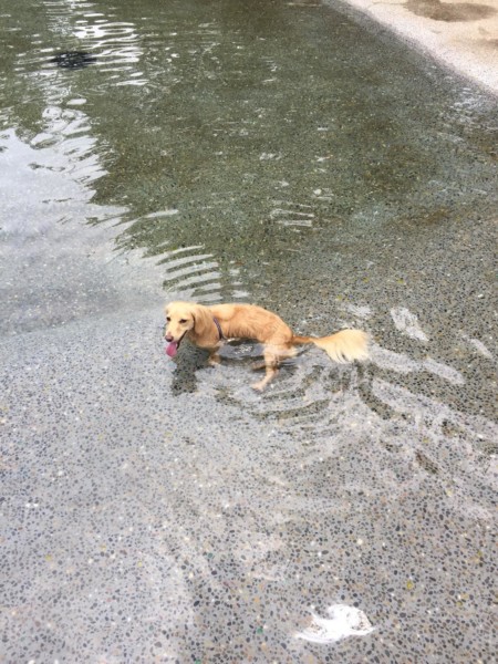ドッグラン内のじゃぶじゃぶ池に入る愛犬