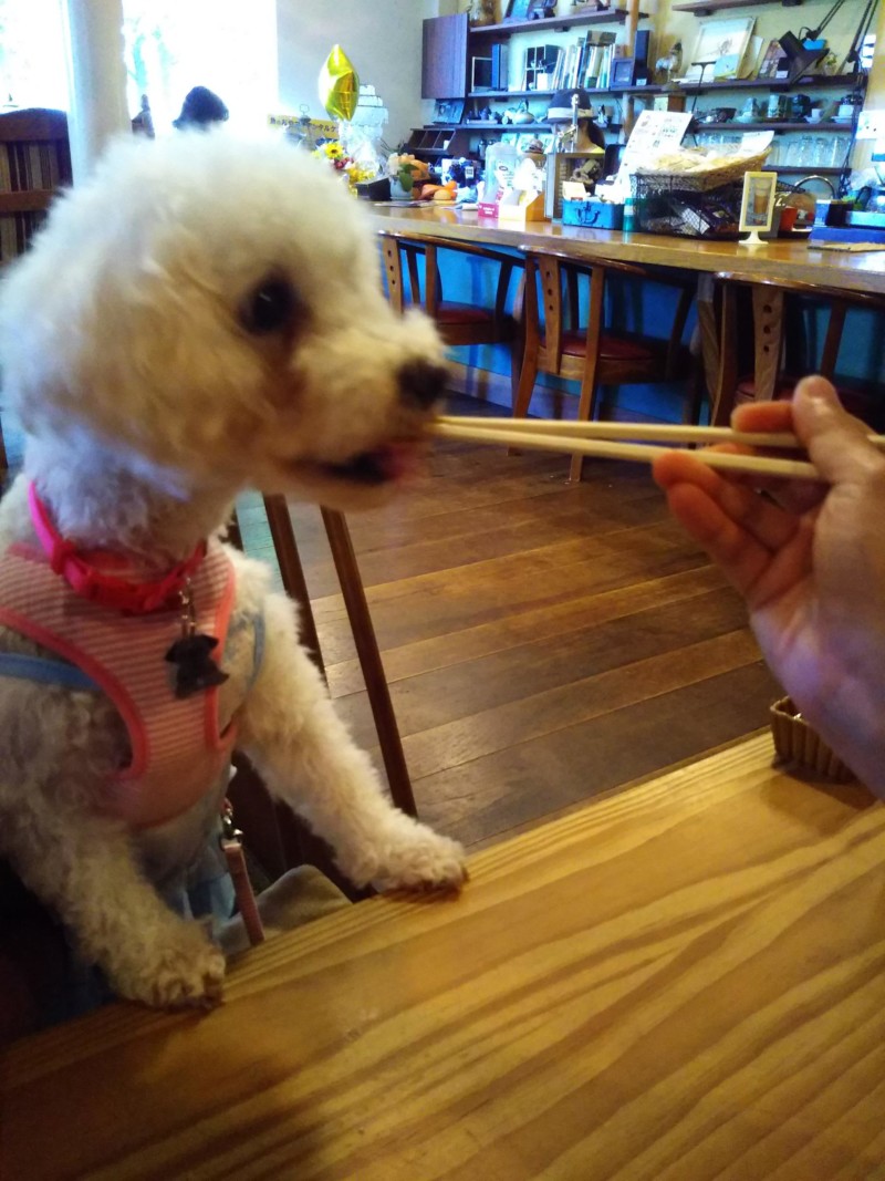 箸からゴハンを食べる愛犬