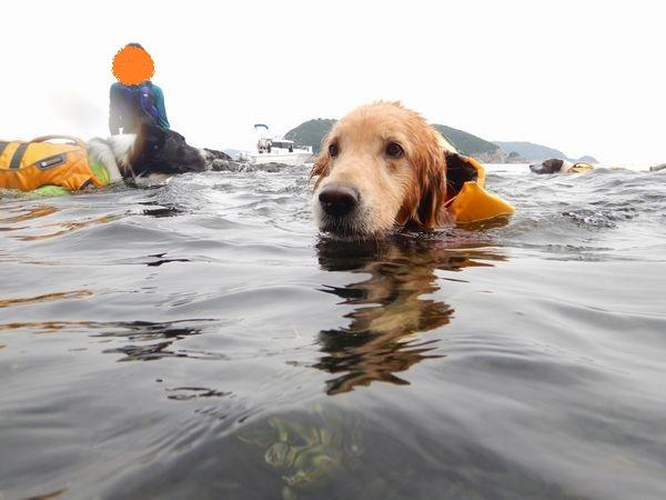 元気に泳いでいる愛犬セロ。