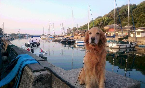 夕焼けをバックに港に立つ愛犬セロ。