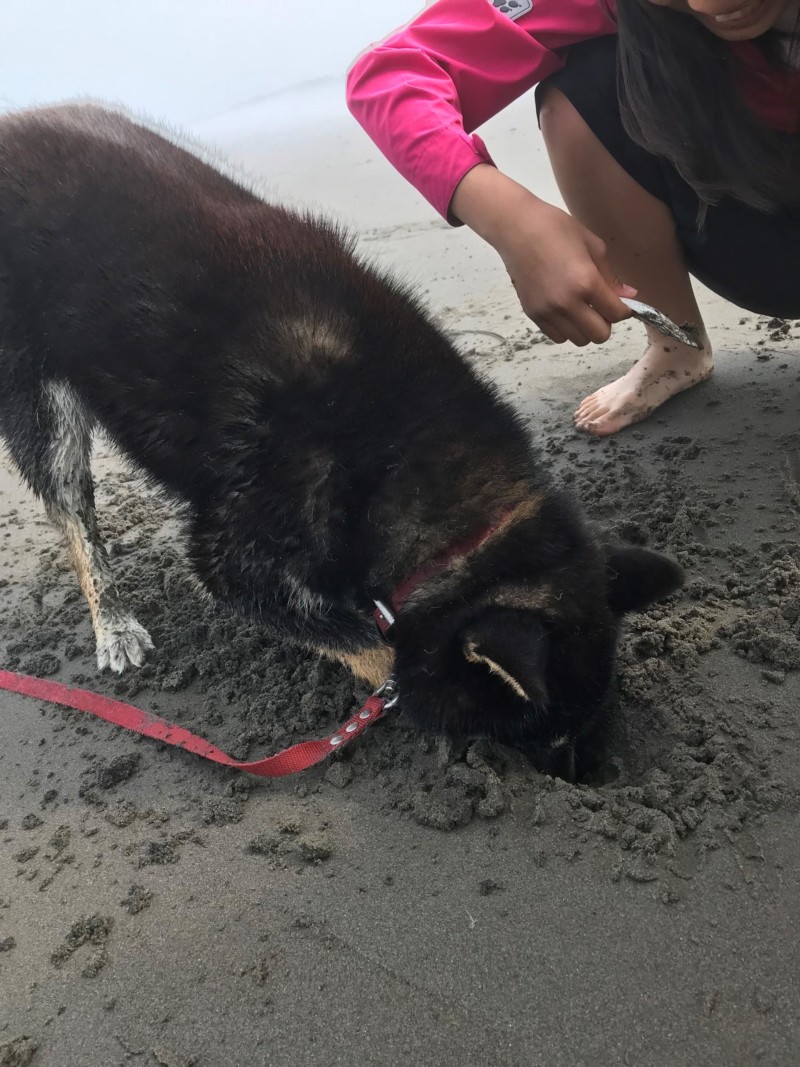 二川目海浜公園の砂浜で穴掘りをする愛犬