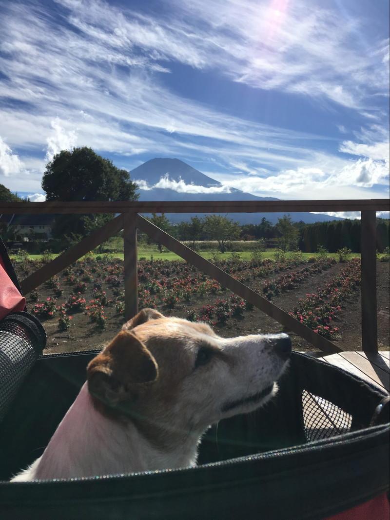 富士山と愛犬