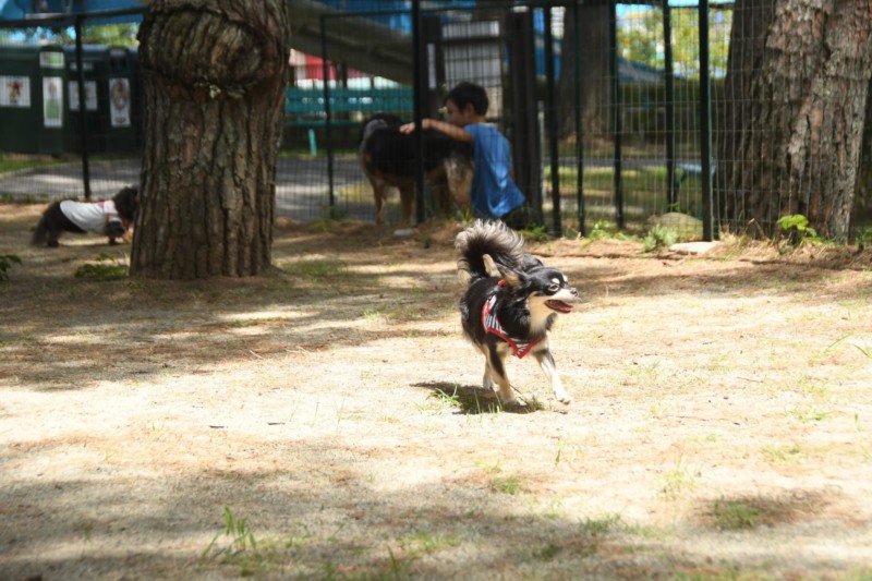 那須ハイランドパークの小型犬用ドッグランで遊ぶチワワのりん