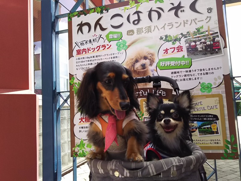 那須ハイランドパークで小型犬2匹と遊んできました Woo Wan Com