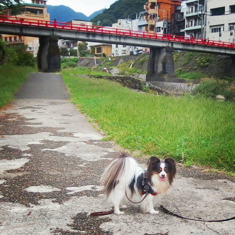 箱根の美しい空と空気と景色に愛犬も大満足