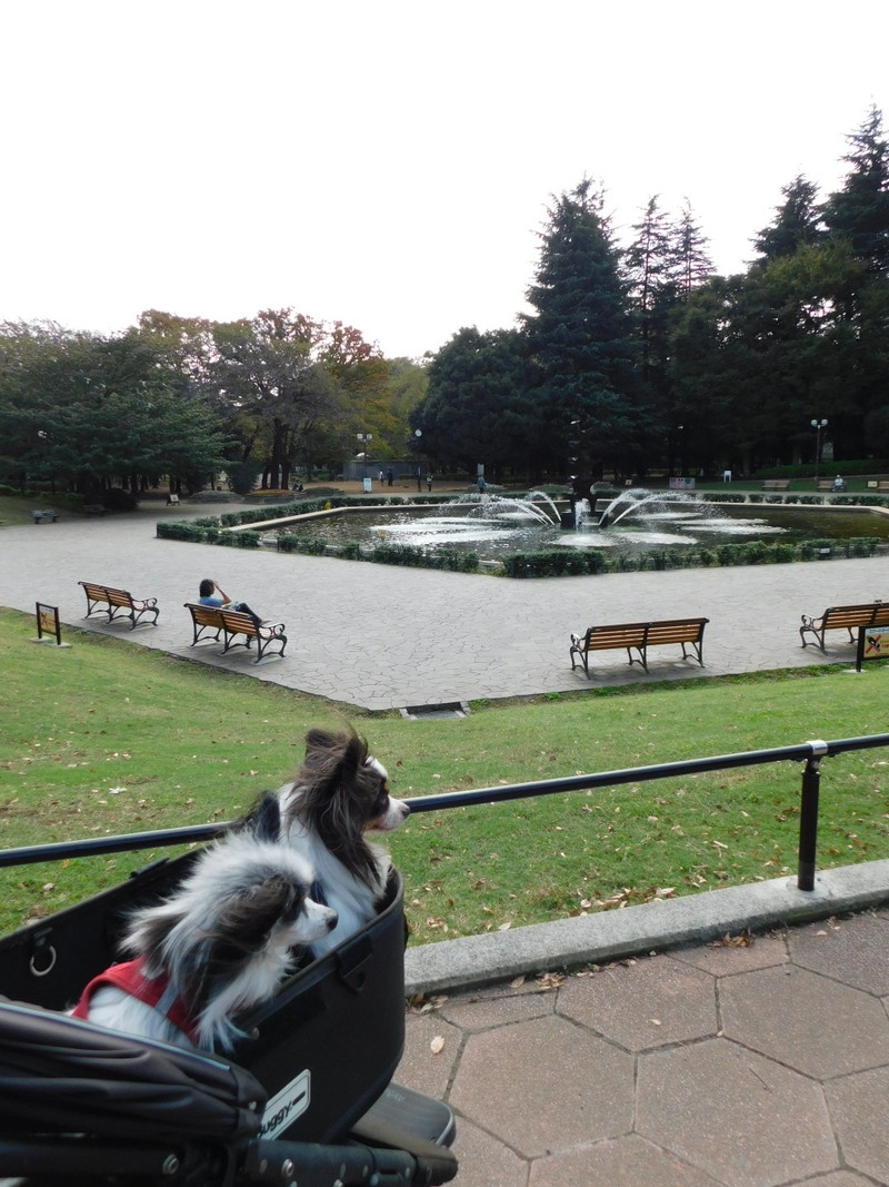 世田谷公園 メインの噴水がある広場だよ