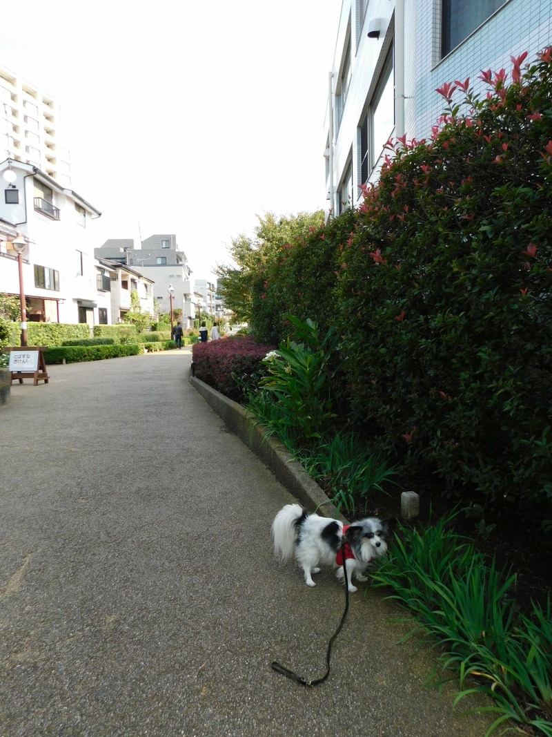 犬が一番歩きやすい北沢川緑道