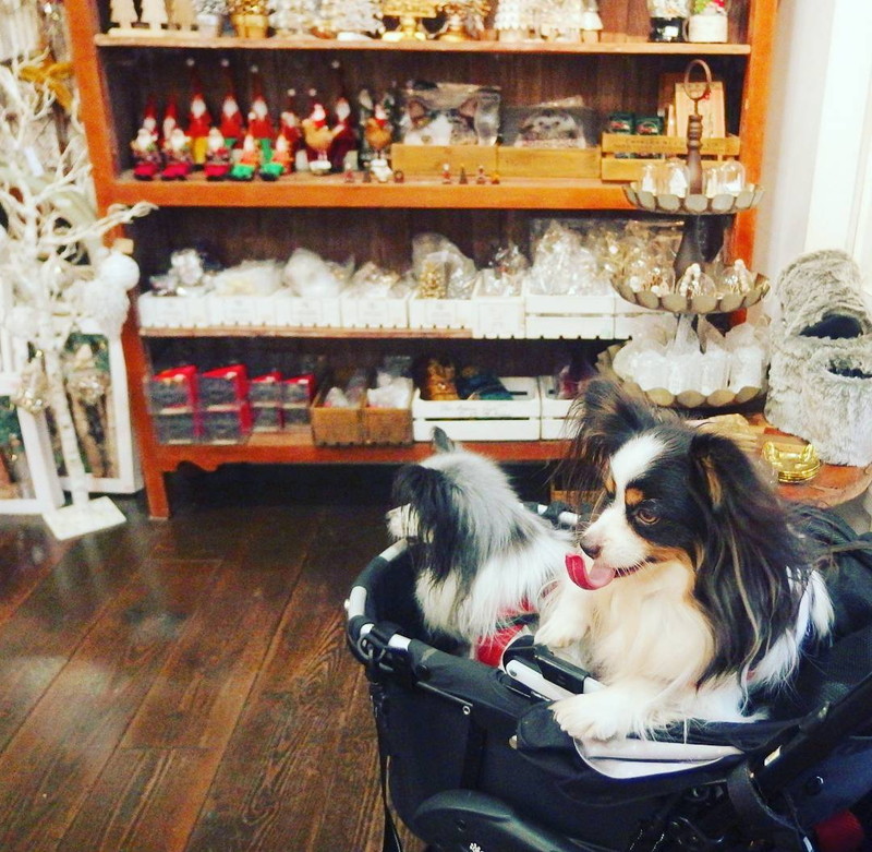 青山クリスマスショッピングは犬散歩のついでに!