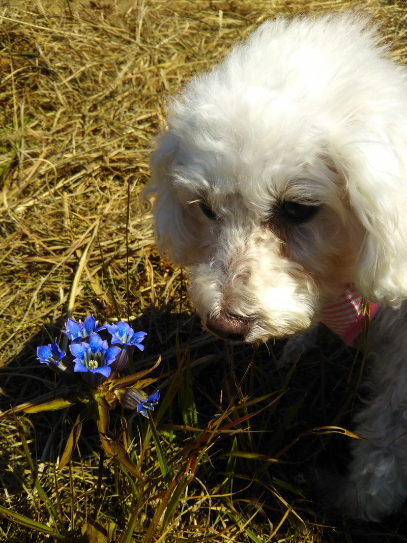 愛犬がリンドウの花を見つけました