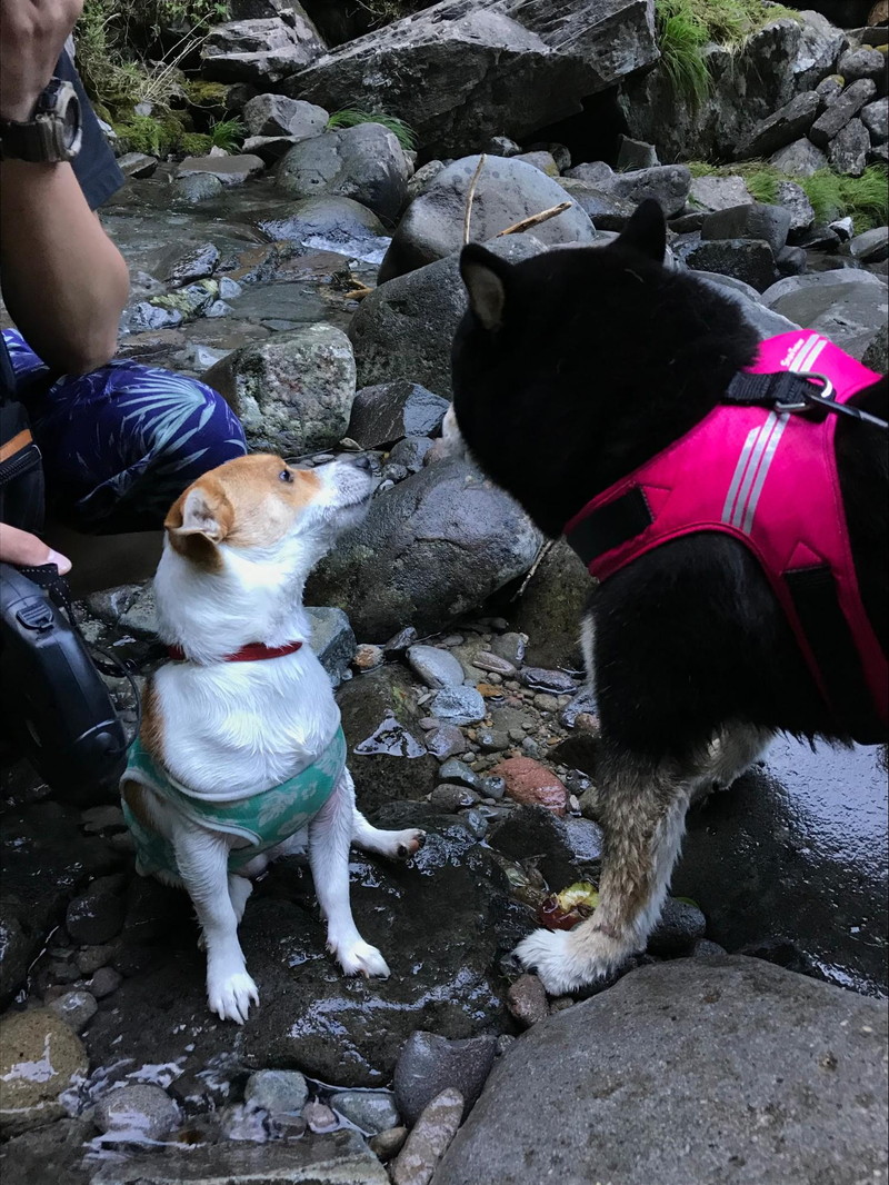 滝壺で出会ったお友達と「はじめまして」の挨拶中の愛犬ラスティー