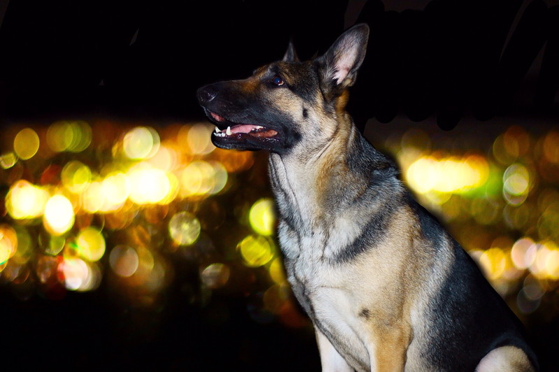 愛犬と夜景