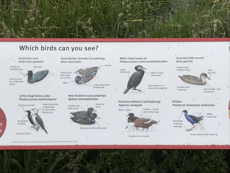 英語とマオリ語での、鳥の説明