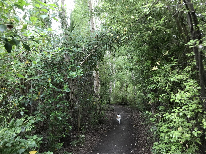 木々のアーチをくぐって散歩する愛犬