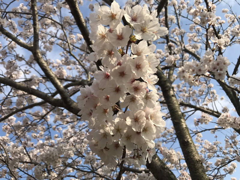 桜ソメイヨシノ