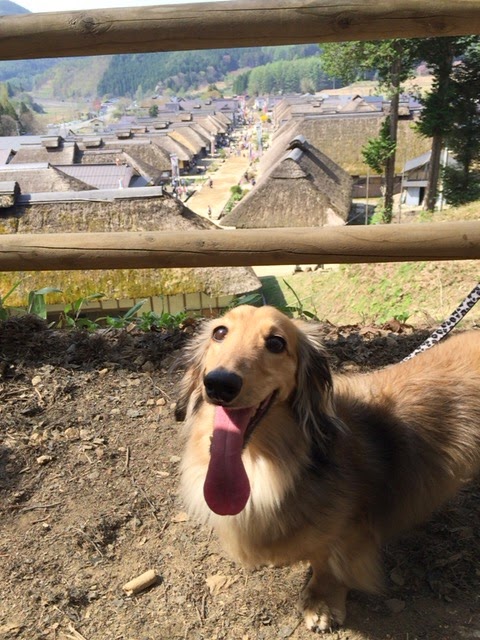 大内宿の高台からの景色に満足な愛犬
