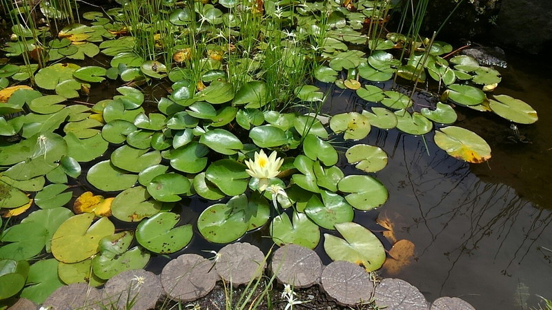 池の蓮花